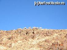 [P20] Caravana de camile la coborare » foto by bitnic
 - 
<span class="allrVoted glyphicon glyphicon-heart hidden" id="av136487"></span>
<a class="m-l-10 hidden" id="sv136487" onclick="voting_Foto_DelVot(,136487,2768)" role="button">șterge vot <span class="glyphicon glyphicon-remove"></span></a>
<a id="v9136487" class=" c-red"  onclick="voting_Foto_SetVot(136487)" role="button"><span class="glyphicon glyphicon-heart-empty"></span> <b>LIKE</b> = Votează poza</a> <img class="hidden"  id="f136487W9" src="/imagini/loader.gif" border="0" /><span class="AjErrMes hidden" id="e136487ErM"></span>