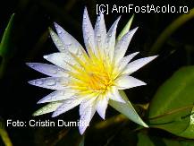 [P13] Muzeul de Egiptologie, Cairo - floare de lotus » foto by cristinadumitru*
 - 
<span class="allrVoted glyphicon glyphicon-heart hidden" id="av20920"></span>
<a class="m-l-10 hidden" id="sv20920" onclick="voting_Foto_DelVot(,20920,2768)" role="button">șterge vot <span class="glyphicon glyphicon-remove"></span></a>
<a id="v920920" class=" c-red"  onclick="voting_Foto_SetVot(20920)" role="button"><span class="glyphicon glyphicon-heart-empty"></span> <b>LIKE</b> = Votează poza</a> <img class="hidden"  id="f20920W9" src="/imagini/loader.gif" border="0" /><span class="AjErrMes hidden" id="e20920ErM"></span>