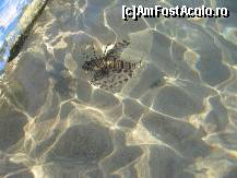 [P07] Pestisorii de la ma..atentie..acesta este foarte periculos..dar nu va deranjeaza daca nu-l deranjati » foto by cami1212
 - 
<span class="allrVoted glyphicon glyphicon-heart hidden" id="av187196"></span>
<a class="m-l-10 hidden" id="sv187196" onclick="voting_Foto_DelVot(,187196,2768)" role="button">șterge vot <span class="glyphicon glyphicon-remove"></span></a>
<a id="v9187196" class=" c-red"  onclick="voting_Foto_SetVot(187196)" role="button"><span class="glyphicon glyphicon-heart-empty"></span> <b>LIKE</b> = Votează poza</a> <img class="hidden"  id="f187196W9" src="/imagini/loader.gif" border="0" /><span class="AjErrMes hidden" id="e187196ErM"></span>