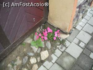 [P09] Flori la poartă. Priviți cât este de curat!  » foto by Zoazore
 - 
<span class="allrVoted glyphicon glyphicon-heart hidden" id="av903997"></span>
<a class="m-l-10 hidden" id="sv903997" onclick="voting_Foto_DelVot(,903997,2783)" role="button">șterge vot <span class="glyphicon glyphicon-remove"></span></a>
<a id="v9903997" class=" c-red"  onclick="voting_Foto_SetVot(903997)" role="button"><span class="glyphicon glyphicon-heart-empty"></span> <b>LIKE</b> = Votează poza</a> <img class="hidden"  id="f903997W9" src="/imagini/loader.gif" border="0" /><span class="AjErrMes hidden" id="e903997ErM"></span>