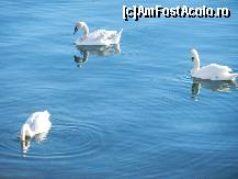 [P24] Lebede pe mare, la Mangalia » foto by Romeo2011
 - 
<span class="allrVoted glyphicon glyphicon-heart hidden" id="av318979"></span>
<a class="m-l-10 hidden" id="sv318979" onclick="voting_Foto_DelVot(,318979,2785)" role="button">șterge vot <span class="glyphicon glyphicon-remove"></span></a>
<a id="v9318979" class=" c-red"  onclick="voting_Foto_SetVot(318979)" role="button"><span class="glyphicon glyphicon-heart-empty"></span> <b>LIKE</b> = Votează poza</a> <img class="hidden"  id="f318979W9" src="/imagini/loader.gif" border="0" /><span class="AjErrMes hidden" id="e318979ErM"></span>