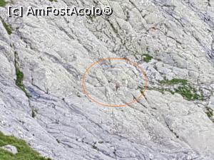 [P50] La coborâre ”am ochit” două capre negre. » foto by Floryn81
 - 
<span class="allrVoted glyphicon glyphicon-heart hidden" id="av1191875"></span>
<a class="m-l-10 hidden" id="sv1191875" onclick="voting_Foto_DelVot(,1191875,2855)" role="button">șterge vot <span class="glyphicon glyphicon-remove"></span></a>
<a id="v91191875" class=" c-red"  onclick="voting_Foto_SetVot(1191875)" role="button"><span class="glyphicon glyphicon-heart-empty"></span> <b>LIKE</b> = Votează poza</a> <img class="hidden"  id="f1191875W9" src="/imagini/loader.gif" border="0" /><span class="AjErrMes hidden" id="e1191875ErM"></span>