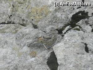 [P20] Traseu Balea lac - Vf. Moldoveanu / un sufletel mic in munti » foto by florentin_dobre
 - 
<span class="allrVoted glyphicon glyphicon-heart hidden" id="av356663"></span>
<a class="m-l-10 hidden" id="sv356663" onclick="voting_Foto_DelVot(,356663,2855)" role="button">șterge vot <span class="glyphicon glyphicon-remove"></span></a>
<a id="v9356663" class=" c-red"  onclick="voting_Foto_SetVot(356663)" role="button"><span class="glyphicon glyphicon-heart-empty"></span> <b>LIKE</b> = Votează poza</a> <img class="hidden"  id="f356663W9" src="/imagini/loader.gif" border="0" /><span class="AjErrMes hidden" id="e356663ErM"></span>