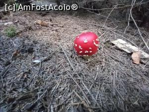 [P55] Frumoasă dar otrăvitoare » foto by Mika
 - 
<span class="allrVoted glyphicon glyphicon-heart hidden" id="av1327466"></span>
<a class="m-l-10 hidden" id="sv1327466" onclick="voting_Foto_DelVot(,1327466,2855)" role="button">șterge vot <span class="glyphicon glyphicon-remove"></span></a>
<a id="v91327466" class=" c-red"  onclick="voting_Foto_SetVot(1327466)" role="button"><span class="glyphicon glyphicon-heart-empty"></span> <b>LIKE</b> = Votează poza</a> <img class="hidden"  id="f1327466W9" src="/imagini/loader.gif" border="0" /><span class="AjErrMes hidden" id="e1327466ErM"></span>