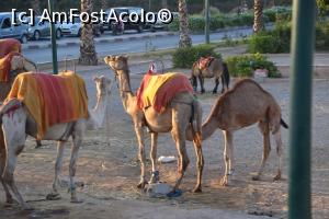 [P13] Camile in oazele Marrakech » foto by Dorina9
 - 
<span class="allrVoted glyphicon glyphicon-heart hidden" id="av1151312"></span>
<a class="m-l-10 hidden" id="sv1151312" onclick="voting_Foto_DelVot(,1151312,2870)" role="button">șterge vot <span class="glyphicon glyphicon-remove"></span></a>
<a id="v91151312" class=" c-red"  onclick="voting_Foto_SetVot(1151312)" role="button"><span class="glyphicon glyphicon-heart-empty"></span> <b>LIKE</b> = Votează poza</a> <img class="hidden"  id="f1151312W9" src="/imagini/loader.gif" border="0" /><span class="AjErrMes hidden" id="e1151312ErM"></span>