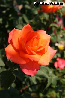 [P14]  -- <small>// FĂRĂ DESCRIERE</small> » foto by casamargo
 - 
<span class="allrVoted glyphicon glyphicon-heart hidden" id="av54991"></span>
<a class="m-l-10 hidden" id="sv54991" onclick="voting_Foto_DelVot(,54991,2870)" role="button">șterge vot <span class="glyphicon glyphicon-remove"></span></a>
<a id="v954991" class=" c-red"  onclick="voting_Foto_SetVot(54991)" role="button"><span class="glyphicon glyphicon-heart-empty"></span> <b>LIKE</b> = Votează poza</a> <img class="hidden"  id="f54991W9" src="/imagini/loader.gif" border="0" /><span class="AjErrMes hidden" id="e54991ErM"></span>