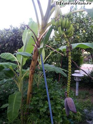[P07] baby-banan din fata hotelului » foto by florin_mch
 - 
<span class="allrVoted glyphicon glyphicon-heart hidden" id="av555303"></span>
<a class="m-l-10 hidden" id="sv555303" onclick="voting_Foto_DelVot(,555303,2876)" role="button">șterge vot <span class="glyphicon glyphicon-remove"></span></a>
<a id="v9555303" class=" c-red"  onclick="voting_Foto_SetVot(555303)" role="button"><span class="glyphicon glyphicon-heart-empty"></span> <b>LIKE</b> = Votează poza</a> <img class="hidden"  id="f555303W9" src="/imagini/loader.gif" border="0" /><span class="AjErrMes hidden" id="e555303ErM"></span>