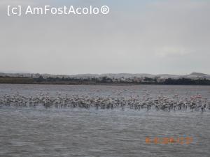 [P07] Pasarile Flamingo pe Lacul Sarat.  » foto by rora
 - 
<span class="allrVoted glyphicon glyphicon-heart hidden" id="av706790"></span>
<a class="m-l-10 hidden" id="sv706790" onclick="voting_Foto_DelVot(,706790,2894)" role="button">șterge vot <span class="glyphicon glyphicon-remove"></span></a>
<a id="v9706790" class=" c-red"  onclick="voting_Foto_SetVot(706790)" role="button"><span class="glyphicon glyphicon-heart-empty"></span> <b>LIKE</b> = Votează poza</a> <img class="hidden"  id="f706790W9" src="/imagini/loader.gif" border="0" /><span class="AjErrMes hidden" id="e706790ErM"></span>