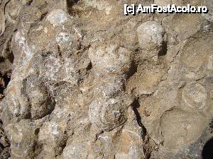 [P06] 'Dealul cu melci' / Priviţi câte cochilii au fost luate!  » foto by Utube
 - 
<span class="allrVoted glyphicon glyphicon-heart hidden" id="av412514"></span>
<a class="m-l-10 hidden" id="sv412514" onclick="voting_Foto_DelVot(,412514,2923)" role="button">șterge vot <span class="glyphicon glyphicon-remove"></span></a>
<a id="v9412514" class=" c-red"  onclick="voting_Foto_SetVot(412514)" role="button"><span class="glyphicon glyphicon-heart-empty"></span> <b>LIKE</b> = Votează poza</a> <img class="hidden"  id="f412514W9" src="/imagini/loader.gif" border="0" /><span class="AjErrMes hidden" id="e412514ErM"></span>