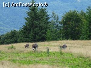 [P15] Locuitori montani pașnici.  » foto by tata123 🔱
 - 
<span class="allrVoted glyphicon glyphicon-heart hidden" id="av1099585"></span>
<a class="m-l-10 hidden" id="sv1099585" onclick="voting_Foto_DelVot(,1099585,2923)" role="button">șterge vot <span class="glyphicon glyphicon-remove"></span></a>
<a id="v91099585" class=" c-red"  onclick="voting_Foto_SetVot(1099585)" role="button"><span class="glyphicon glyphicon-heart-empty"></span> <b>LIKE</b> = Votează poza</a> <img class="hidden"  id="f1099585W9" src="/imagini/loader.gif" border="0" /><span class="AjErrMes hidden" id="e1099585ErM"></span>