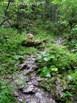 [P08] La ieșire din pădure o porțiune alunecoasă de potecă.  » foto by tata123 🔱
 - 
<span class="allrVoted glyphicon glyphicon-heart hidden" id="av1111928"></span>
<a class="m-l-10 hidden" id="sv1111928" onclick="voting_Foto_DelVot(,1111928,2923)" role="button">șterge vot <span class="glyphicon glyphicon-remove"></span></a>
<a id="v91111928" class=" c-red"  onclick="voting_Foto_SetVot(1111928)" role="button"><span class="glyphicon glyphicon-heart-empty"></span> <b>LIKE</b> = Votează poza</a> <img class="hidden"  id="f1111928W9" src="/imagini/loader.gif" border="0" /><span class="AjErrMes hidden" id="e1111928ErM"></span>