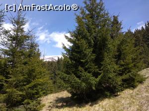 [P07] Cabana Voina, Lerești, Argeș, cadru natural » foto by Mioritik
 - 
<span class="allrVoted glyphicon glyphicon-heart hidden" id="av1229771"></span>
<a class="m-l-10 hidden" id="sv1229771" onclick="voting_Foto_DelVot(,1229771,2924)" role="button">șterge vot <span class="glyphicon glyphicon-remove"></span></a>
<a id="v91229771" class=" c-red"  onclick="voting_Foto_SetVot(1229771)" role="button"><span class="glyphicon glyphicon-heart-empty"></span> <b>LIKE</b> = Votează poza</a> <img class="hidden"  id="f1229771W9" src="/imagini/loader.gif" border="0" /><span class="AjErrMes hidden" id="e1229771ErM"></span>