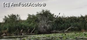 [P26] peisaj acvatic cu cormorani de Deltă » foto by k-lator
 - 
<span class="allrVoted glyphicon glyphicon-heart hidden" id="av1218459"></span>
<a class="m-l-10 hidden" id="sv1218459" onclick="voting_Foto_DelVot(,1218459,2956)" role="button">șterge vot <span class="glyphicon glyphicon-remove"></span></a>
<a id="v91218459" class=" c-red"  onclick="voting_Foto_SetVot(1218459)" role="button"><span class="glyphicon glyphicon-heart-empty"></span> <b>LIKE</b> = Votează poza</a> <img class="hidden"  id="f1218459W9" src="/imagini/loader.gif" border="0" /><span class="AjErrMes hidden" id="e1218459ErM"></span>