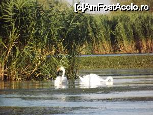 P01 [JUL-2015] excursie în Delta Dunării