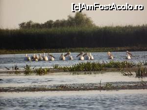 P04 [JUL-2015] excursie în Delta Dunării