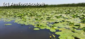 [P25] Verdeata, apa si cer in Deltă... » foto by malganis
 - 
<span class="allrVoted glyphicon glyphicon-heart hidden" id="av1243474"></span>
<a class="m-l-10 hidden" id="sv1243474" onclick="voting_Foto_DelVot(,1243474,2956)" role="button">șterge vot <span class="glyphicon glyphicon-remove"></span></a>
<a id="v91243474" class=" c-red"  onclick="voting_Foto_SetVot(1243474)" role="button"><span class="glyphicon glyphicon-heart-empty"></span> <b>LIKE</b> = Votează poza</a> <img class="hidden"  id="f1243474W9" src="/imagini/loader.gif" border="0" /><span class="AjErrMes hidden" id="e1243474ErM"></span>