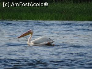 P06 [JUN-2019] Primul pelican văzut în Delta Dunării. 