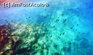 [P19] Lumea submarină » foto by Lucien
 - 
<span class="allrVoted glyphicon glyphicon-heart hidden" id="av729765"></span>
<a class="m-l-10 hidden" id="sv729765" onclick="voting_Foto_DelVot(,729765,3004)" role="button">șterge vot <span class="glyphicon glyphicon-remove"></span></a>
<a id="v9729765" class=" c-red"  onclick="voting_Foto_SetVot(729765)" role="button"><span class="glyphicon glyphicon-heart-empty"></span> <b>LIKE</b> = Votează poza</a> <img class="hidden"  id="f729765W9" src="/imagini/loader.gif" border="0" /><span class="AjErrMes hidden" id="e729765ErM"></span>