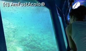 [P20] Cabina submersă şi lumea submarină de dincolo de sticlă » foto by Lucien
 - 
<span class="allrVoted glyphicon glyphicon-heart hidden" id="av729766"></span>
<a class="m-l-10 hidden" id="sv729766" onclick="voting_Foto_DelVot(,729766,3004)" role="button">șterge vot <span class="glyphicon glyphicon-remove"></span></a>
<a id="v9729766" class=" c-red"  onclick="voting_Foto_SetVot(729766)" role="button"><span class="glyphicon glyphicon-heart-empty"></span> <b>LIKE</b> = Votează poza</a> <img class="hidden"  id="f729766W9" src="/imagini/loader.gif" border="0" /><span class="AjErrMes hidden" id="e729766ErM"></span>