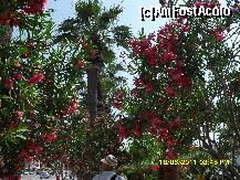 [P97] flori in parcul din Kusadasi » foto by adryana
 - 
<span class="allrVoted glyphicon glyphicon-heart hidden" id="av221937"></span>
<a class="m-l-10 hidden" id="sv221937" onclick="voting_Foto_DelVot(,221937,3144)" role="button">șterge vot <span class="glyphicon glyphicon-remove"></span></a>
<a id="v9221937" class=" c-red"  onclick="voting_Foto_SetVot(221937)" role="button"><span class="glyphicon glyphicon-heart-empty"></span> <b>LIKE</b> = Votează poza</a> <img class="hidden"  id="f221937W9" src="/imagini/loader.gif" border="0" /><span class="AjErrMes hidden" id="e221937ErM"></span>