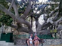 P08 [JUL-2010] Insula Kos-ficus urias situat in port