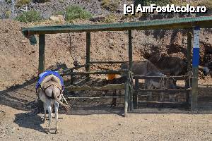 [P17]  -- <small>// FĂRĂ DESCRIERE</small> » foto by tazmumy
 - 
<span class="allrVoted glyphicon glyphicon-heart hidden" id="av436178"></span>
<a class="m-l-10 hidden" id="sv436178" onclick="voting_Foto_DelVot(,436178,3145)" role="button">șterge vot <span class="glyphicon glyphicon-remove"></span></a>
<a id="v9436178" class=" c-red"  onclick="voting_Foto_SetVot(436178)" role="button"><span class="glyphicon glyphicon-heart-empty"></span> <b>LIKE</b> = Votează poza</a> <img class="hidden"  id="f436178W9" src="/imagini/loader.gif" border="0" /><span class="AjErrMes hidden" id="e436178ErM"></span>