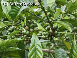 [P64] arbore de cafea » foto by Chloe
 - 
<span class="allrVoted glyphicon glyphicon-heart hidden" id="av1477560"></span>
<a class="m-l-10 hidden" id="sv1477560" onclick="voting_Foto_DelVot(,1477560,3149)" role="button">șterge vot <span class="glyphicon glyphicon-remove"></span></a>
<a id="v91477560" class=" c-red"  onclick="voting_Foto_SetVot(1477560)" role="button"><span class="glyphicon glyphicon-heart-empty"></span> <b>LIKE</b> = Votează poza</a> <img class="hidden"  id="f1477560W9" src="/imagini/loader.gif" border="0" /><span class="AjErrMes hidden" id="e1477560ErM"></span>