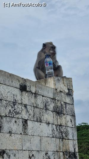 [P67] maimute la templul Uluwatu » foto by Chloe
 - 
<span class="allrVoted glyphicon glyphicon-heart hidden" id="av1477563"></span>
<a class="m-l-10 hidden" id="sv1477563" onclick="voting_Foto_DelVot(,1477563,3149)" role="button">șterge vot <span class="glyphicon glyphicon-remove"></span></a>
<a id="v91477563" class=" c-red"  onclick="voting_Foto_SetVot(1477563)" role="button"><span class="glyphicon glyphicon-heart-empty"></span> <b>LIKE</b> = Votează poza</a> <img class="hidden"  id="f1477563W9" src="/imagini/loader.gif" border="0" /><span class="AjErrMes hidden" id="e1477563ErM"></span>
