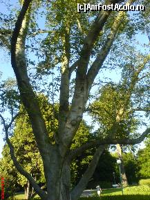 [P21] Belvedere - Magnolia Japoneza de 100 de Ani » foto by Pragheza_Gotica
 - 
<span class="allrVoted glyphicon glyphicon-heart hidden" id="av460708"></span>
<a class="m-l-10 hidden" id="sv460708" onclick="voting_Foto_DelVot(,460708,3167)" role="button">șterge vot <span class="glyphicon glyphicon-remove"></span></a>
<a id="v9460708" class=" c-red"  onclick="voting_Foto_SetVot(460708)" role="button"><span class="glyphicon glyphicon-heart-empty"></span> <b>LIKE</b> = Votează poza</a> <img class="hidden"  id="f460708W9" src="/imagini/loader.gif" border="0" /><span class="AjErrMes hidden" id="e460708ErM"></span>