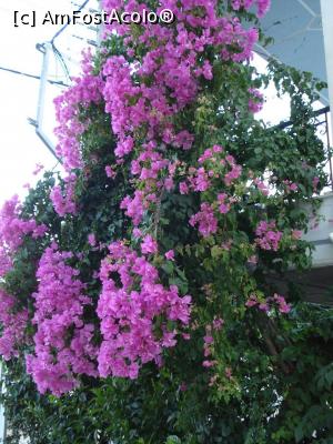 P06 [JUN-2016] o frumoasa floare de Bougainvillea m-a intampinat