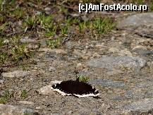 [P03]  -- <small>// FĂRĂ DESCRIERE</small> » foto by baby eyes
 - 
<span class="allrVoted glyphicon glyphicon-heart hidden" id="av419303"></span>
<a class="m-l-10 hidden" id="sv419303" onclick="voting_Foto_DelVot(,419303,3180)" role="button">șterge vot <span class="glyphicon glyphicon-remove"></span></a>
<a id="v9419303" class=" c-red"  onclick="voting_Foto_SetVot(419303)" role="button"><span class="glyphicon glyphicon-heart-empty"></span> <b>LIKE</b> = Votează poza</a> <img class="hidden"  id="f419303W9" src="/imagini/loader.gif" border="0" /><span class="AjErrMes hidden" id="e419303ErM"></span>