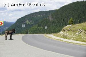 [P25] Pe transalpina, unul dintre cei trei magarusi care apare in pozele turistilor » foto by monik-50
 - 
<span class="allrVoted glyphicon glyphicon-heart hidden" id="av1256956"></span>
<a class="m-l-10 hidden" id="sv1256956" onclick="voting_Foto_DelVot(,1256956,3180)" role="button">șterge vot <span class="glyphicon glyphicon-remove"></span></a>
<a id="v91256956" class=" c-red"  onclick="voting_Foto_SetVot(1256956)" role="button"><span class="glyphicon glyphicon-heart-empty"></span> <b>LIKE</b> = Votează poza</a> <img class="hidden"  id="f1256956W9" src="/imagini/loader.gif" border="0" /><span class="AjErrMes hidden" id="e1256956ErM"></span>