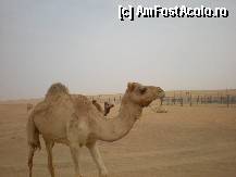 [P48] crescatoria de camile » foto by fighter
 - 
<span class="allrVoted glyphicon glyphicon-heart hidden" id="av315037"></span>
<a class="m-l-10 hidden" id="sv315037" onclick="voting_Foto_DelVot(,315037,3199)" role="button">șterge vot <span class="glyphicon glyphicon-remove"></span></a>
<a id="v9315037" class=" c-red"  onclick="voting_Foto_SetVot(315037)" role="button"><span class="glyphicon glyphicon-heart-empty"></span> <b>LIKE</b> = Votează poza</a> <img class="hidden"  id="f315037W9" src="/imagini/loader.gif" border="0" /><span class="AjErrMes hidden" id="e315037ErM"></span>