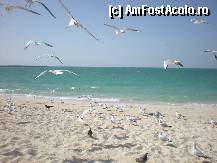 [P52] plaja jumeirah » foto by fighter
 - 
<span class="allrVoted glyphicon glyphicon-heart hidden" id="av315047"></span>
<a class="m-l-10 hidden" id="sv315047" onclick="voting_Foto_DelVot(,315047,3199)" role="button">șterge vot <span class="glyphicon glyphicon-remove"></span></a>
<a id="v9315047" class=" c-red"  onclick="voting_Foto_SetVot(315047)" role="button"><span class="glyphicon glyphicon-heart-empty"></span> <b>LIKE</b> = Votează poza</a> <img class="hidden"  id="f315047W9" src="/imagini/loader.gif" border="0" /><span class="AjErrMes hidden" id="e315047ErM"></span>