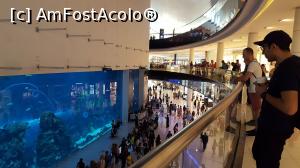 [P06] Acvariul din Dubai Mall » foto by koko48
 - 
<span class="allrVoted glyphicon glyphicon-heart hidden" id="av859724"></span>
<a class="m-l-10 hidden" id="sv859724" onclick="voting_Foto_DelVot(,859724,3199)" role="button">șterge vot <span class="glyphicon glyphicon-remove"></span></a>
<a id="v9859724" class=" c-red"  onclick="voting_Foto_SetVot(859724)" role="button"><span class="glyphicon glyphicon-heart-empty"></span> <b>LIKE</b> = Votează poza</a> <img class="hidden"  id="f859724W9" src="/imagini/loader.gif" border="0" /><span class="AjErrMes hidden" id="e859724ErM"></span>