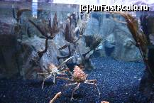 [P17] Crabii..sau produsele imaginatiei naturii » foto by liviadavidescu
 - 
<span class="allrVoted glyphicon glyphicon-heart hidden" id="av323692"></span>
<a class="m-l-10 hidden" id="sv323692" onclick="voting_Foto_DelVot(,323692,3199)" role="button">șterge vot <span class="glyphicon glyphicon-remove"></span></a>
<a id="v9323692" class=" c-red"  onclick="voting_Foto_SetVot(323692)" role="button"><span class="glyphicon glyphicon-heart-empty"></span> <b>LIKE</b> = Votează poza</a> <img class="hidden"  id="f323692W9" src="/imagini/loader.gif" border="0" /><span class="AjErrMes hidden" id="e323692ErM"></span>