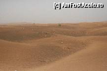 [P13] Desertul...o lume stranie si unica » foto by liviadavidescu
 - 
<span class="allrVoted glyphicon glyphicon-heart hidden" id="av324836"></span>
<a class="m-l-10 hidden" id="sv324836" onclick="voting_Foto_DelVot(,324836,3199)" role="button">șterge vot <span class="glyphicon glyphicon-remove"></span></a>
<a id="v9324836" class=" c-red"  onclick="voting_Foto_SetVot(324836)" role="button"><span class="glyphicon glyphicon-heart-empty"></span> <b>LIKE</b> = Votează poza</a> <img class="hidden"  id="f324836W9" src="/imagini/loader.gif" border="0" /><span class="AjErrMes hidden" id="e324836ErM"></span>