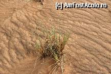 [P17] ierburile desertului » foto by liviadavidescu
 - 
<span class="allrVoted glyphicon glyphicon-heart hidden" id="av324840"></span>
<a class="m-l-10 hidden" id="sv324840" onclick="voting_Foto_DelVot(,324840,3199)" role="button">șterge vot <span class="glyphicon glyphicon-remove"></span></a>
<a id="v9324840" class=" c-red"  onclick="voting_Foto_SetVot(324840)" role="button"><span class="glyphicon glyphicon-heart-empty"></span> <b>LIKE</b> = Votează poza</a> <img class="hidden"  id="f324840W9" src="/imagini/loader.gif" border="0" /><span class="AjErrMes hidden" id="e324840ErM"></span>