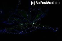 [P21] Si varianta in intuneric » foto by liviadavidescu
 - 
<span class="allrVoted glyphicon glyphicon-heart hidden" id="av324844"></span>
<a class="m-l-10 hidden" id="sv324844" onclick="voting_Foto_DelVot(,324844,3199)" role="button">șterge vot <span class="glyphicon glyphicon-remove"></span></a>
<a id="v9324844" class=" c-red"  onclick="voting_Foto_SetVot(324844)" role="button"><span class="glyphicon glyphicon-heart-empty"></span> <b>LIKE</b> = Votează poza</a> <img class="hidden"  id="f324844W9" src="/imagini/loader.gif" border="0" /><span class="AjErrMes hidden" id="e324844ErM"></span>