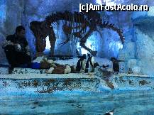 [P29] pinguini -Dubai aquarium » foto by Angelinne
 - 
<span class="allrVoted glyphicon glyphicon-heart hidden" id="av331135"></span>
<a class="m-l-10 hidden" id="sv331135" onclick="voting_Foto_DelVot(,331135,3199)" role="button">șterge vot <span class="glyphicon glyphicon-remove"></span></a>
<a id="v9331135" class=" c-red"  onclick="voting_Foto_SetVot(331135)" role="button"><span class="glyphicon glyphicon-heart-empty"></span> <b>LIKE</b> = Votează poza</a> <img class="hidden"  id="f331135W9" src="/imagini/loader.gif" border="0" /><span class="AjErrMes hidden" id="e331135ErM"></span>