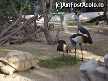 [P29] Dubai Zoo » foto by Angelinne
 - 
<span class="allrVoted glyphicon glyphicon-heart hidden" id="av331184"></span>
<a class="m-l-10 hidden" id="sv331184" onclick="voting_Foto_DelVot(,331184,3199)" role="button">șterge vot <span class="glyphicon glyphicon-remove"></span></a>
<a id="v9331184" class=" c-red"  onclick="voting_Foto_SetVot(331184)" role="button"><span class="glyphicon glyphicon-heart-empty"></span> <b>LIKE</b> = Votează poza</a> <img class="hidden"  id="f331184W9" src="/imagini/loader.gif" border="0" /><span class="AjErrMes hidden" id="e331184ErM"></span>