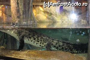 [P20] Atracția care dă numele acvariului - King Croc » foto by CosminZichil
 - 
<span class="allrVoted glyphicon glyphicon-heart hidden" id="av700249"></span>
<a class="m-l-10 hidden" id="sv700249" onclick="voting_Foto_DelVot(,700249,3199)" role="button">șterge vot <span class="glyphicon glyphicon-remove"></span></a>
<a id="v9700249" class=" c-red"  onclick="voting_Foto_SetVot(700249)" role="button"><span class="glyphicon glyphicon-heart-empty"></span> <b>LIKE</b> = Votează poza</a> <img class="hidden"  id="f700249W9" src="/imagini/loader.gif" border="0" /><span class="AjErrMes hidden" id="e700249ErM"></span>