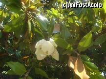 [P15] Minunate magnolii in floare !!!!! » foto by hlli
 - 
<span class="allrVoted glyphicon glyphicon-heart hidden" id="av223703"></span>
<a class="m-l-10 hidden" id="sv223703" onclick="voting_Foto_DelVot(,223703,3210)" role="button">șterge vot <span class="glyphicon glyphicon-remove"></span></a>
<a id="v9223703" class=" c-red"  onclick="voting_Foto_SetVot(223703)" role="button"><span class="glyphicon glyphicon-heart-empty"></span> <b>LIKE</b> = Votează poza</a> <img class="hidden"  id="f223703W9" src="/imagini/loader.gif" border="0" /><span class="AjErrMes hidden" id="e223703ErM"></span>