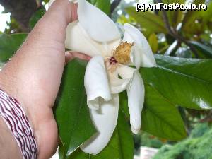 [P27] Floare de magnolie.  » foto by fregata
 - 
<span class="allrVoted glyphicon glyphicon-heart hidden" id="av341798"></span>
<a class="m-l-10 hidden" id="sv341798" onclick="voting_Foto_DelVot(,341798,3210)" role="button">șterge vot <span class="glyphicon glyphicon-remove"></span></a>
<a id="v9341798" class=" c-red"  onclick="voting_Foto_SetVot(341798)" role="button"><span class="glyphicon glyphicon-heart-empty"></span> <b>LIKE</b> = Votează poza</a> <img class="hidden"  id="f341798W9" src="/imagini/loader.gif" border="0" /><span class="AjErrMes hidden" id="e341798ErM"></span>