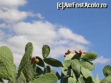 [P28] Balcic - cactusi infloriti in august » foto by diana-s
 - 
<span class="allrVoted glyphicon glyphicon-heart hidden" id="av301604"></span>
<a class="m-l-10 hidden" id="sv301604" onclick="voting_Foto_DelVot(,301604,3210)" role="button">șterge vot <span class="glyphicon glyphicon-remove"></span></a>
<a id="v9301604" class=" c-red"  onclick="voting_Foto_SetVot(301604)" role="button"><span class="glyphicon glyphicon-heart-empty"></span> <b>LIKE</b> = Votează poza</a> <img class="hidden"  id="f301604W9" src="/imagini/loader.gif" border="0" /><span class="AjErrMes hidden" id="e301604ErM"></span>