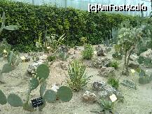 [P10] 26.07.2011 diverse specii de cactusi - gardina castelului din Balcik » foto by essib*
 - 
<span class="allrVoted glyphicon glyphicon-heart hidden" id="av287719"></span>
<a class="m-l-10 hidden" id="sv287719" onclick="voting_Foto_DelVot(,287719,3210)" role="button">șterge vot <span class="glyphicon glyphicon-remove"></span></a>
<a id="v9287719" class=" c-red"  onclick="voting_Foto_SetVot(287719)" role="button"><span class="glyphicon glyphicon-heart-empty"></span> <b>LIKE</b> = Votează poza</a> <img class="hidden"  id="f287719W9" src="/imagini/loader.gif" border="0" /><span class="AjErrMes hidden" id="e287719ErM"></span>
