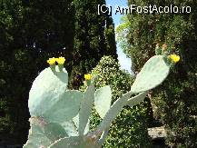 [P07] Cactus inflorit in luna mai(deobicei infloresc in luna august) » foto by corinne
 - 
<span class="allrVoted glyphicon glyphicon-heart hidden" id="av79203"></span>
<a class="m-l-10 hidden" id="sv79203" onclick="voting_Foto_DelVot(,79203,3210)" role="button">șterge vot <span class="glyphicon glyphicon-remove"></span></a>
<a id="v979203" class=" c-red"  onclick="voting_Foto_SetVot(79203)" role="button"><span class="glyphicon glyphicon-heart-empty"></span> <b>LIKE</b> = Votează poza</a> <img class="hidden"  id="f79203W9" src="/imagini/loader.gif" border="0" /><span class="AjErrMes hidden" id="e79203ErM"></span>