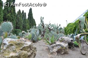 [P28] cactusi » foto by AZE
 - 
<span class="allrVoted glyphicon glyphicon-heart hidden" id="av753716"></span>
<a class="m-l-10 hidden" id="sv753716" onclick="voting_Foto_DelVot(,753716,3210)" role="button">șterge vot <span class="glyphicon glyphicon-remove"></span></a>
<a id="v9753716" class=" c-red"  onclick="voting_Foto_SetVot(753716)" role="button"><span class="glyphicon glyphicon-heart-empty"></span> <b>LIKE</b> = Votează poza</a> <img class="hidden"  id="f753716W9" src="/imagini/loader.gif" border="0" /><span class="AjErrMes hidden" id="e753716ErM"></span>