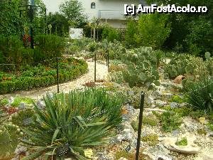 [P06] CACTUSI IN GRADINA BOTANICA » foto by ile57b
 - 
<span class="allrVoted glyphicon glyphicon-heart hidden" id="av477392"></span>
<a class="m-l-10 hidden" id="sv477392" onclick="voting_Foto_DelVot(,477392,3210)" role="button">șterge vot <span class="glyphicon glyphicon-remove"></span></a>
<a id="v9477392" class=" c-red"  onclick="voting_Foto_SetVot(477392)" role="button"><span class="glyphicon glyphicon-heart-empty"></span> <b>LIKE</b> = Votează poza</a> <img class="hidden"  id="f477392W9" src="/imagini/loader.gif" border="0" /><span class="AjErrMes hidden" id="e477392ErM"></span>