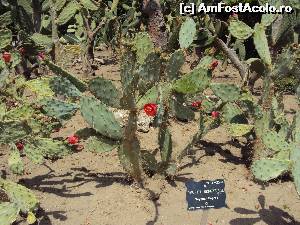 [P05] Cactusii infloriti » foto by cameliagrozescu
 - 
<span class="allrVoted glyphicon glyphicon-heart hidden" id="av630056"></span>
<a class="m-l-10 hidden" id="sv630056" onclick="voting_Foto_DelVot(,630056,3210)" role="button">șterge vot <span class="glyphicon glyphicon-remove"></span></a>
<a id="v9630056" class=" c-red"  onclick="voting_Foto_SetVot(630056)" role="button"><span class="glyphicon glyphicon-heart-empty"></span> <b>LIKE</b> = Votează poza</a> <img class="hidden"  id="f630056W9" src="/imagini/loader.gif" border="0" /><span class="AjErrMes hidden" id="e630056ErM"></span>